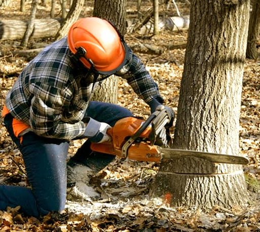Tree Removal in Smiley, TX